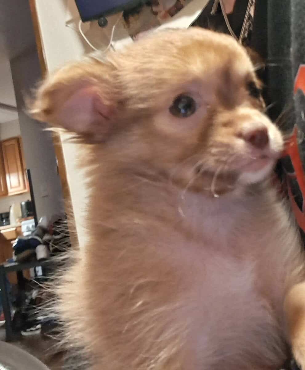 Pom hi - Female puppy image 4