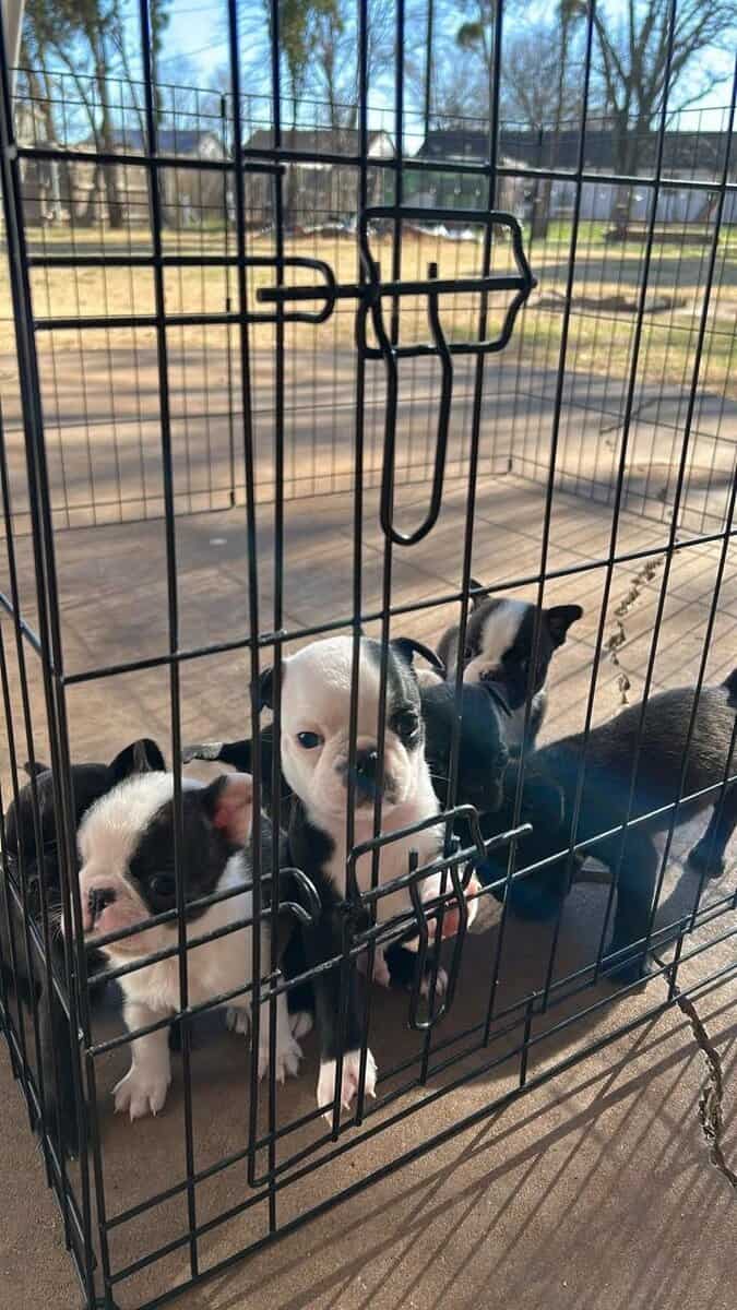 Bugg Puppies image 20