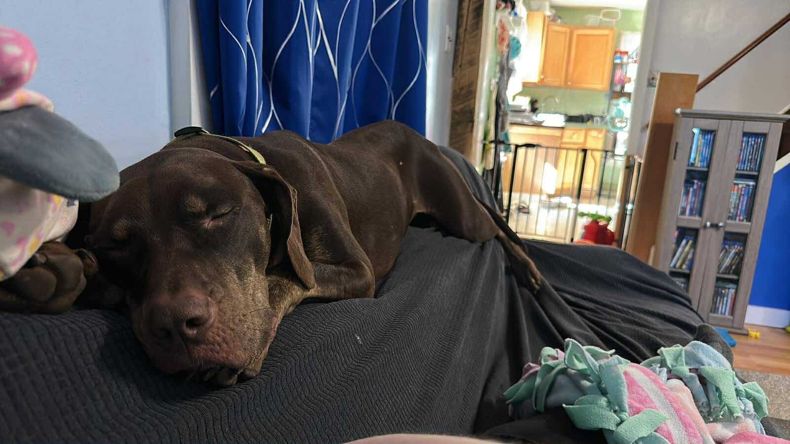 Looking for a new home for my dog image 2