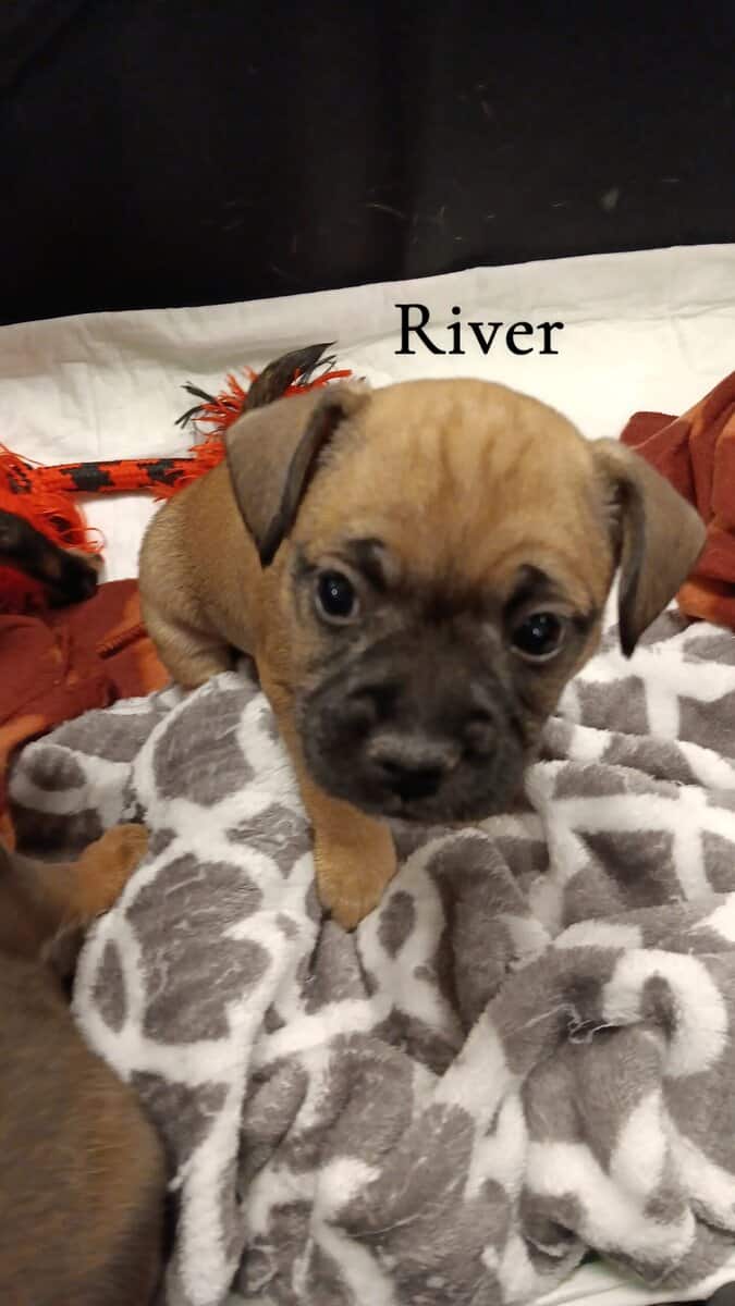 French Bullhuahua Puppies for sale image 4