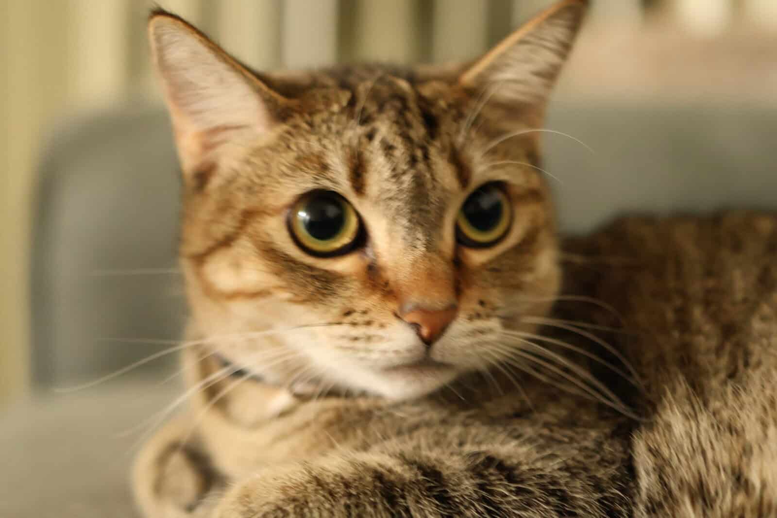 2 years old cat for adoption image 1