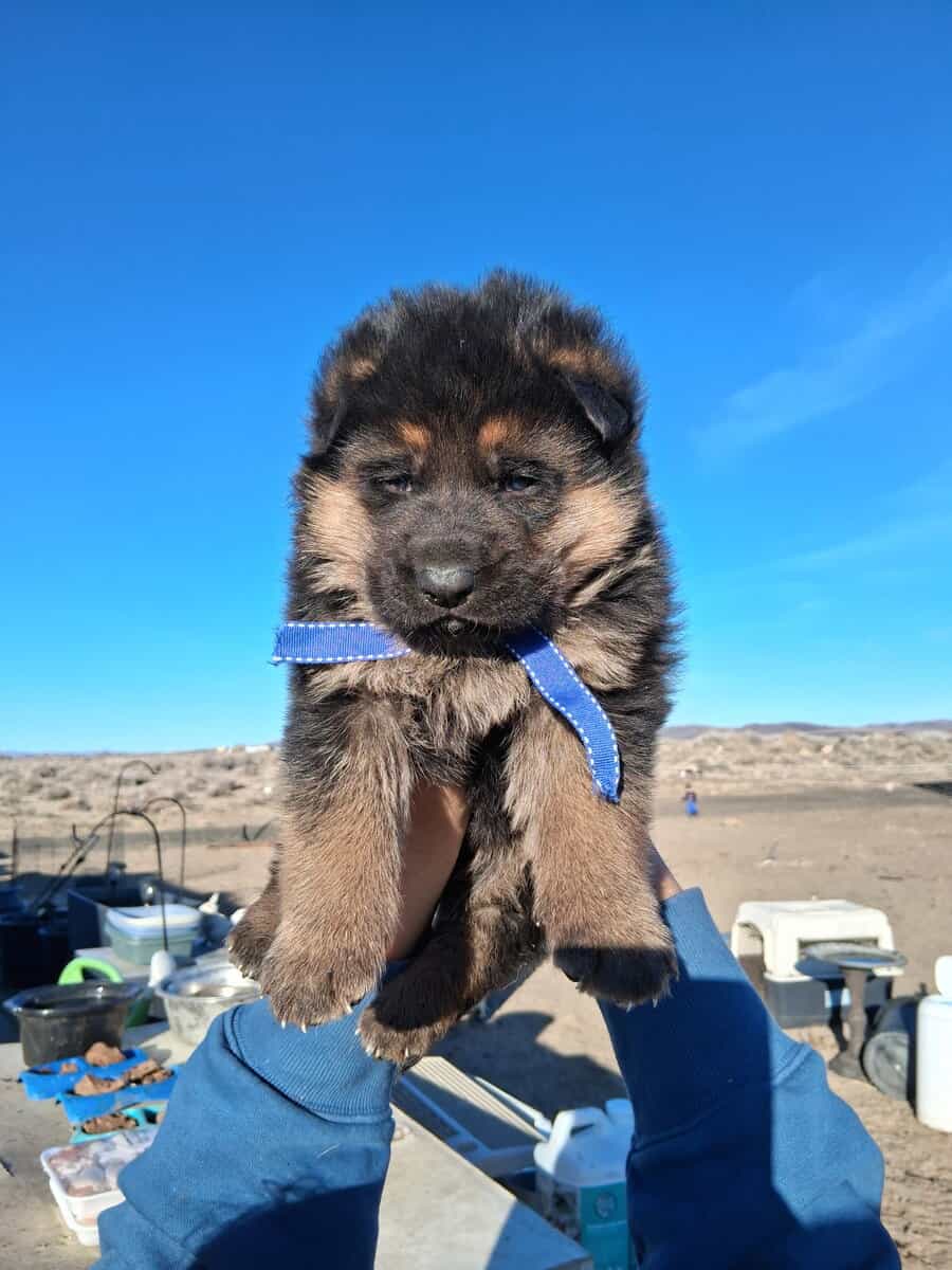 AKC German shepherd puppies image 3