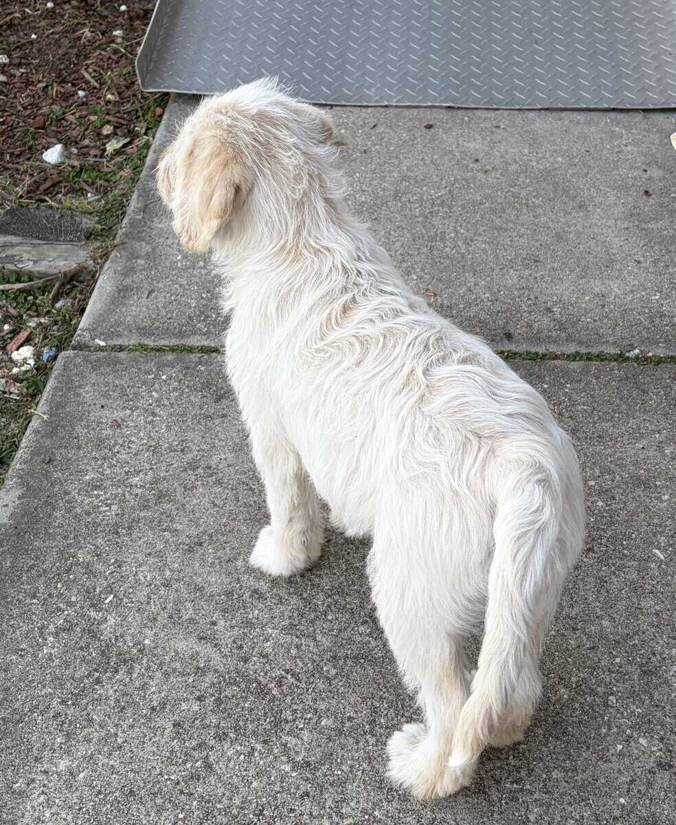 Labradoodle Puppy image 5