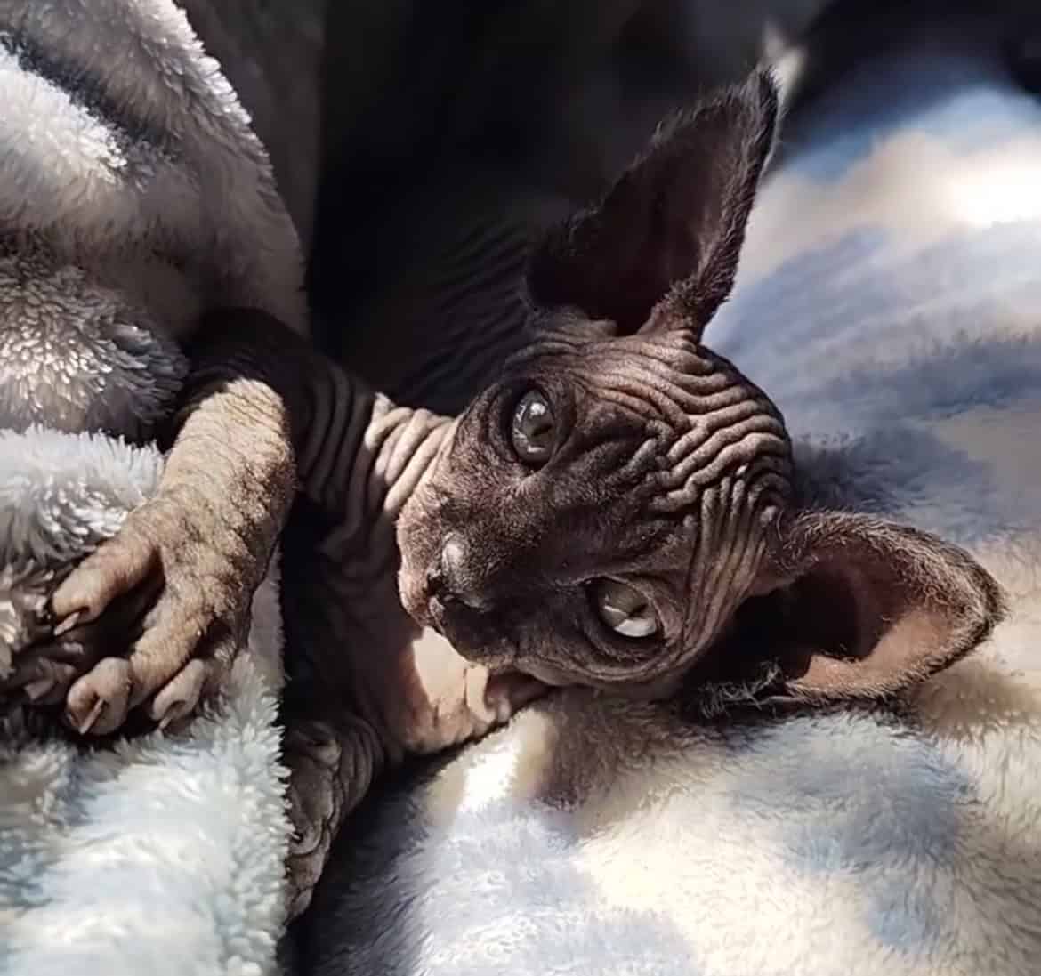 Hairless Sphynx Kittens image 1