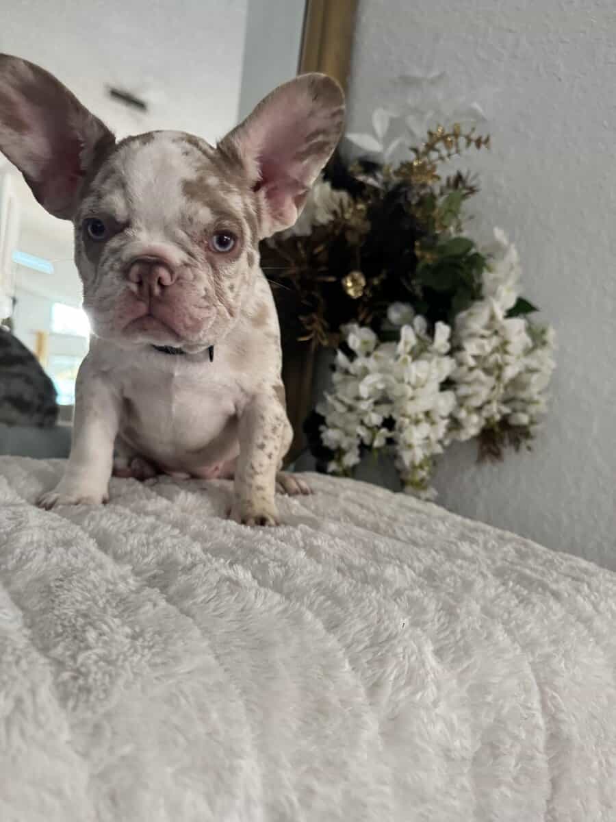 12-Week-Old Frenchie Puppies Ready Today! image 11