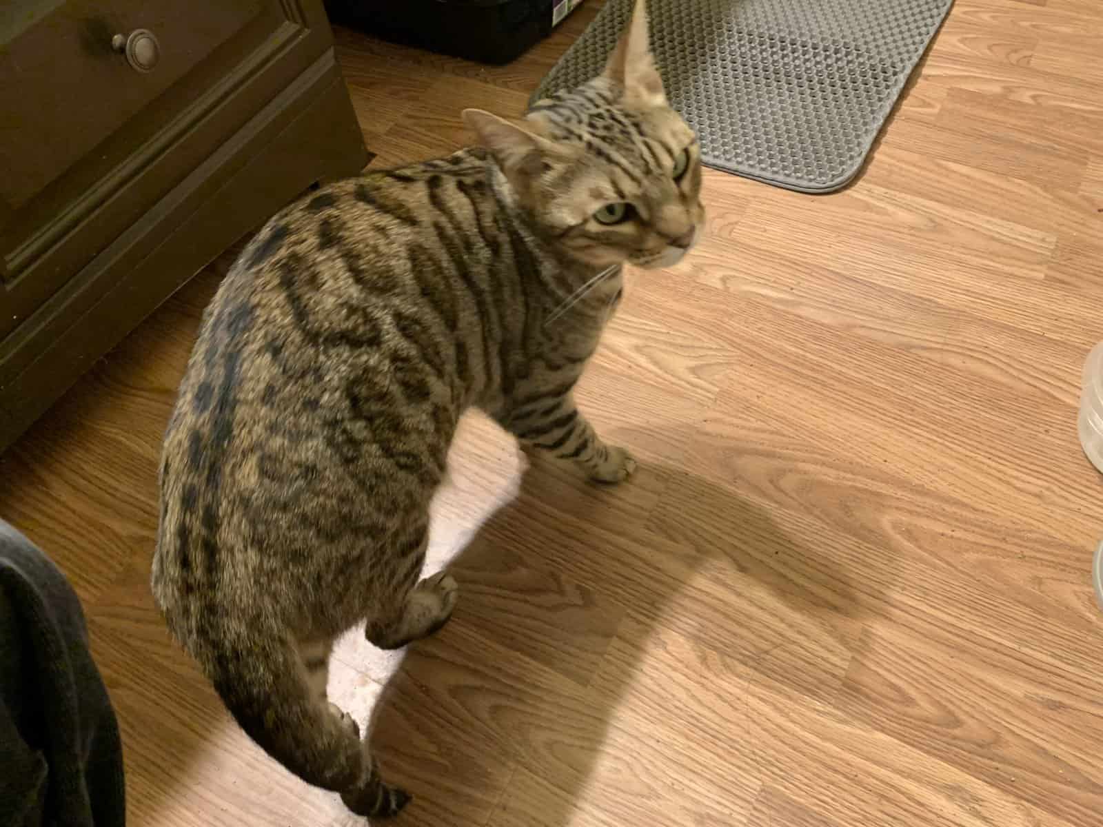2 yr old female Bengal image 4