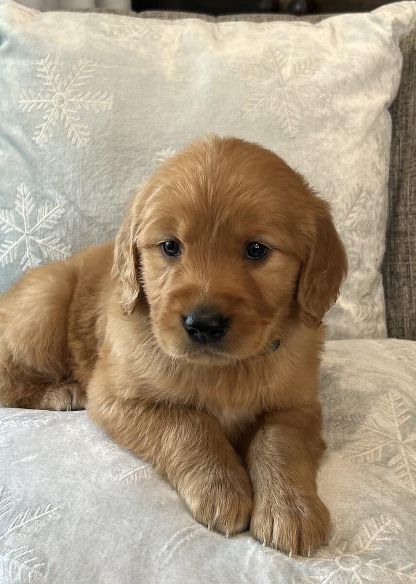 Akc GoldenRetriever pups image 2