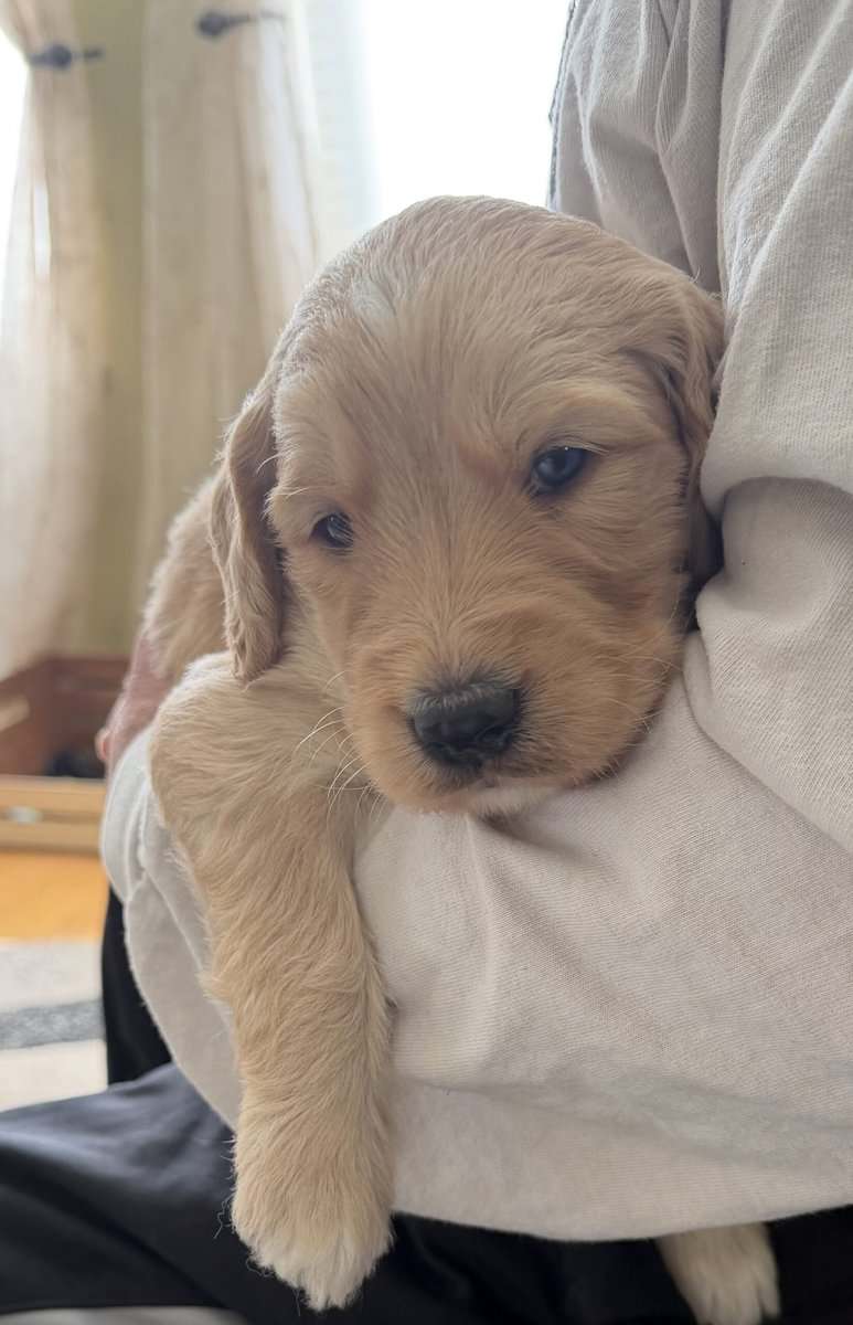 Goldendoodle puppies image 3