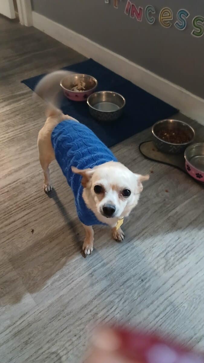 Small beautiful dog image 2