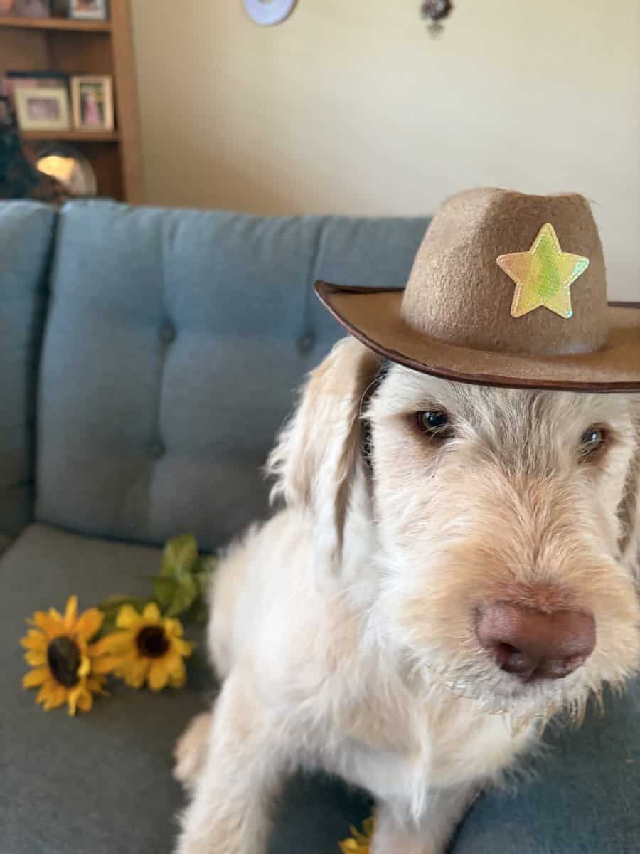 Labradoodle Puppy image 1