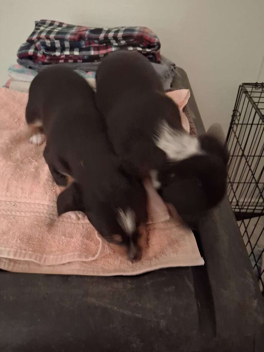 Small breed puppies image 3