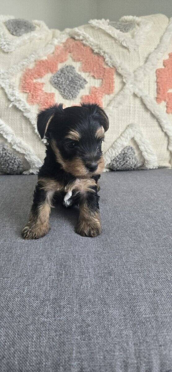 Adorable Yorkieshire Boy image 2