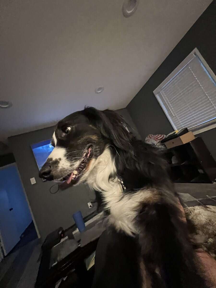 Your Hiking, Running, Couch-Cuddling Partner image 3