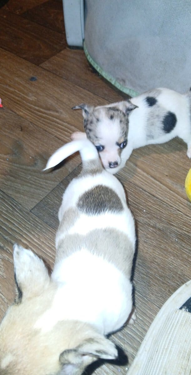 Tiny white with Merle piebald female chihuahua pup image 10
