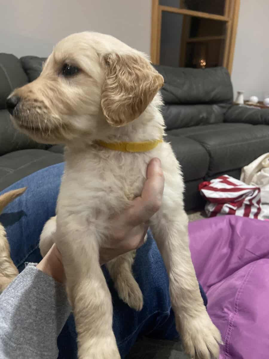 F1B Goldendoodle puppies (4 weeks old)Cadillac MI image 9