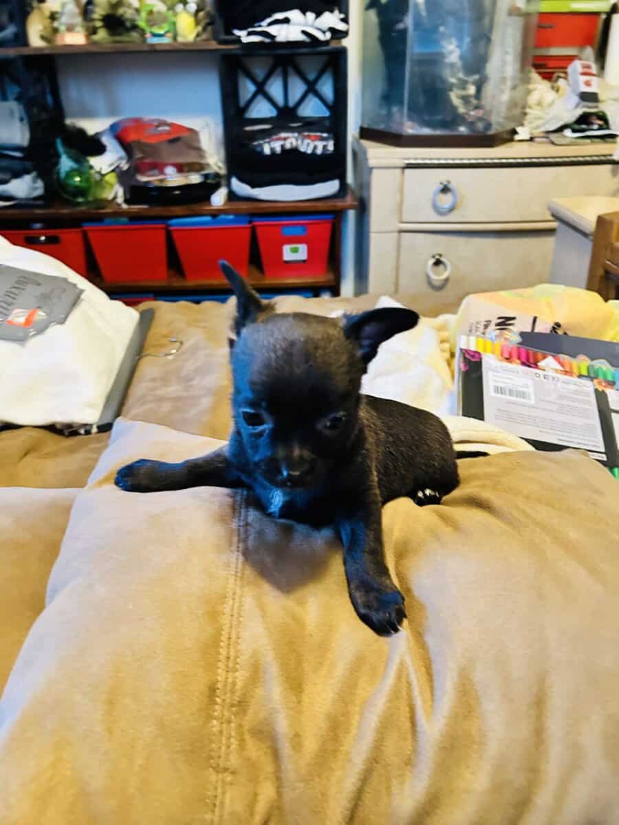 Pomchi image 3