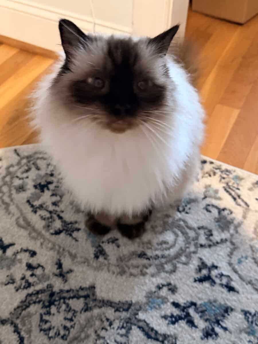 Purebred Ragdoll Cat, 10 year old image 4