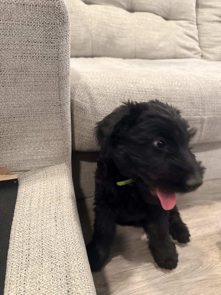 Giant schnauzers image 2