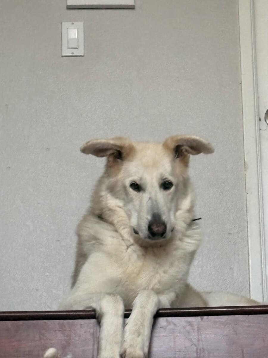 Smart Loving German Shepherd/Husk image 4