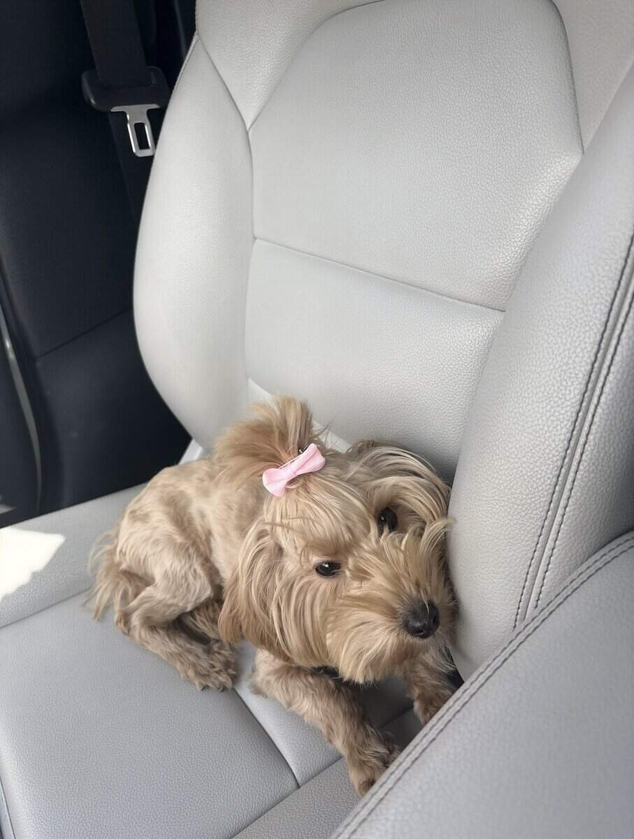 7 month old female miniature Irish doodle image 4