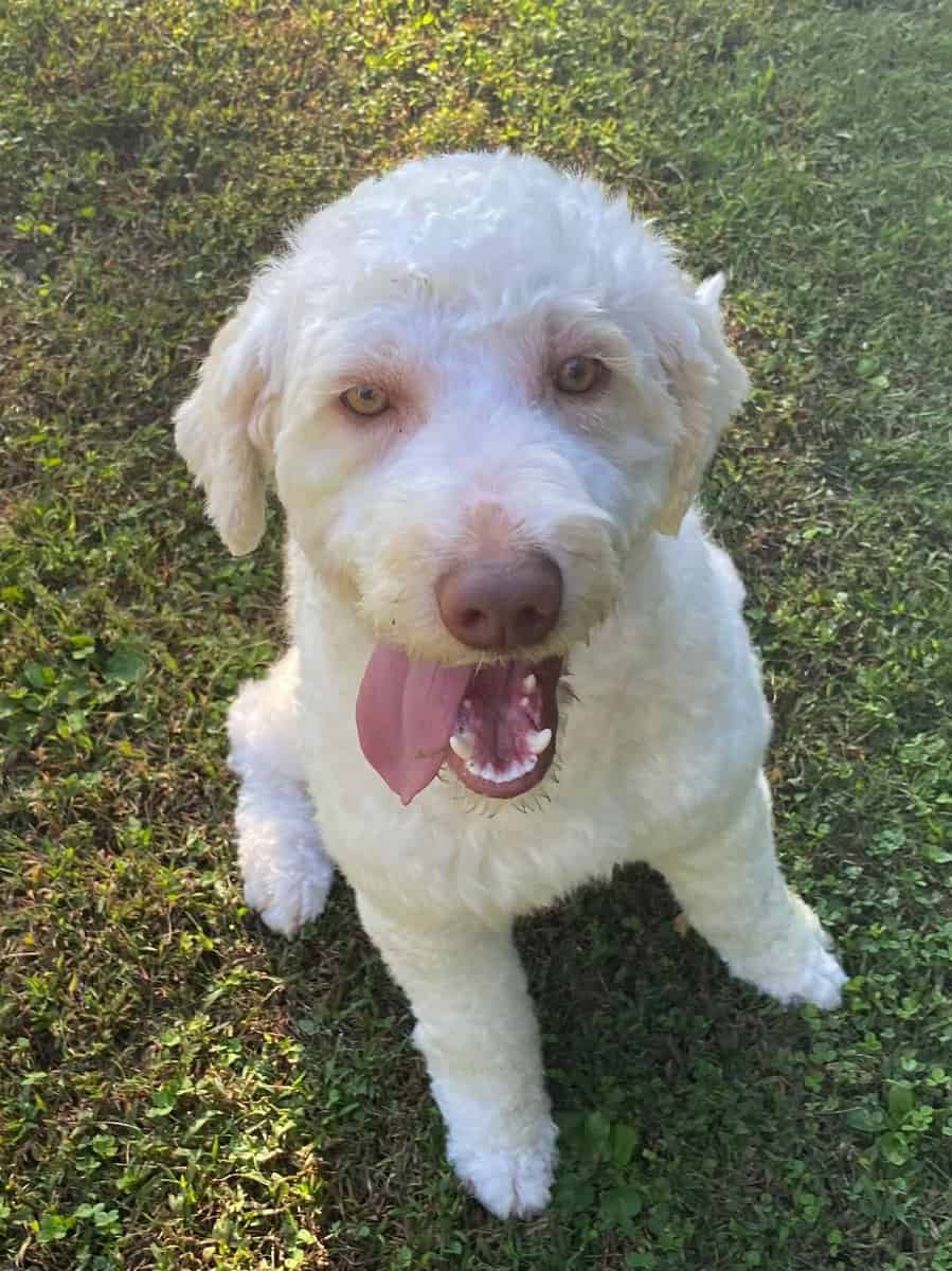 Aussiedoodle image 1