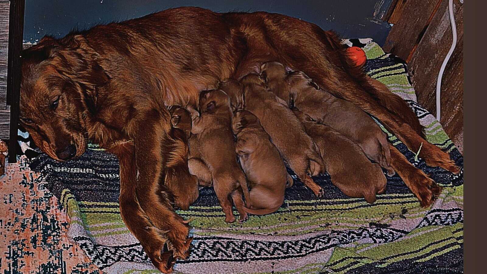 AKC Golden retriever image 3