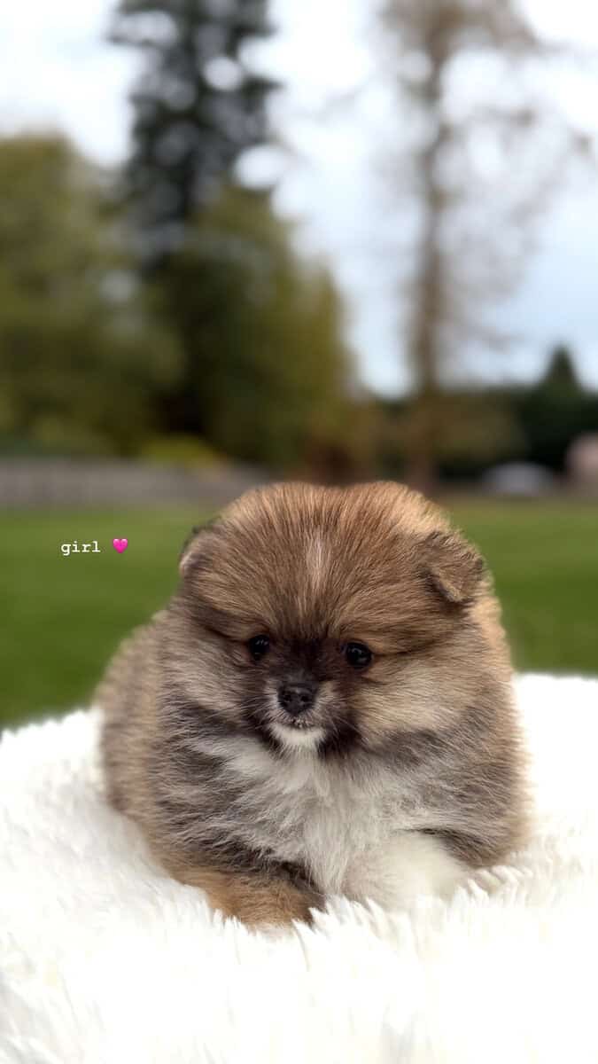 Pomeranians Looking for a New Home image 4
