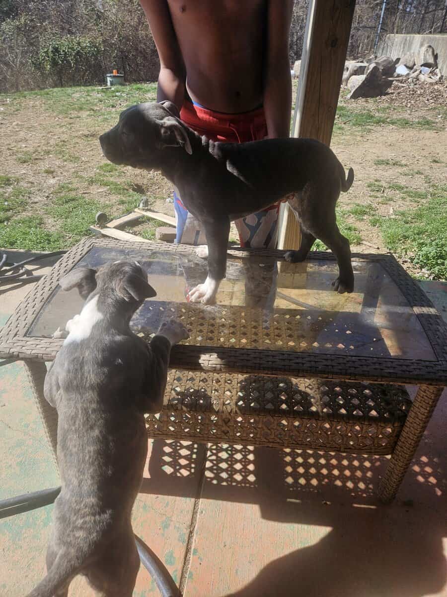 Cane corso pit mix/ image 3