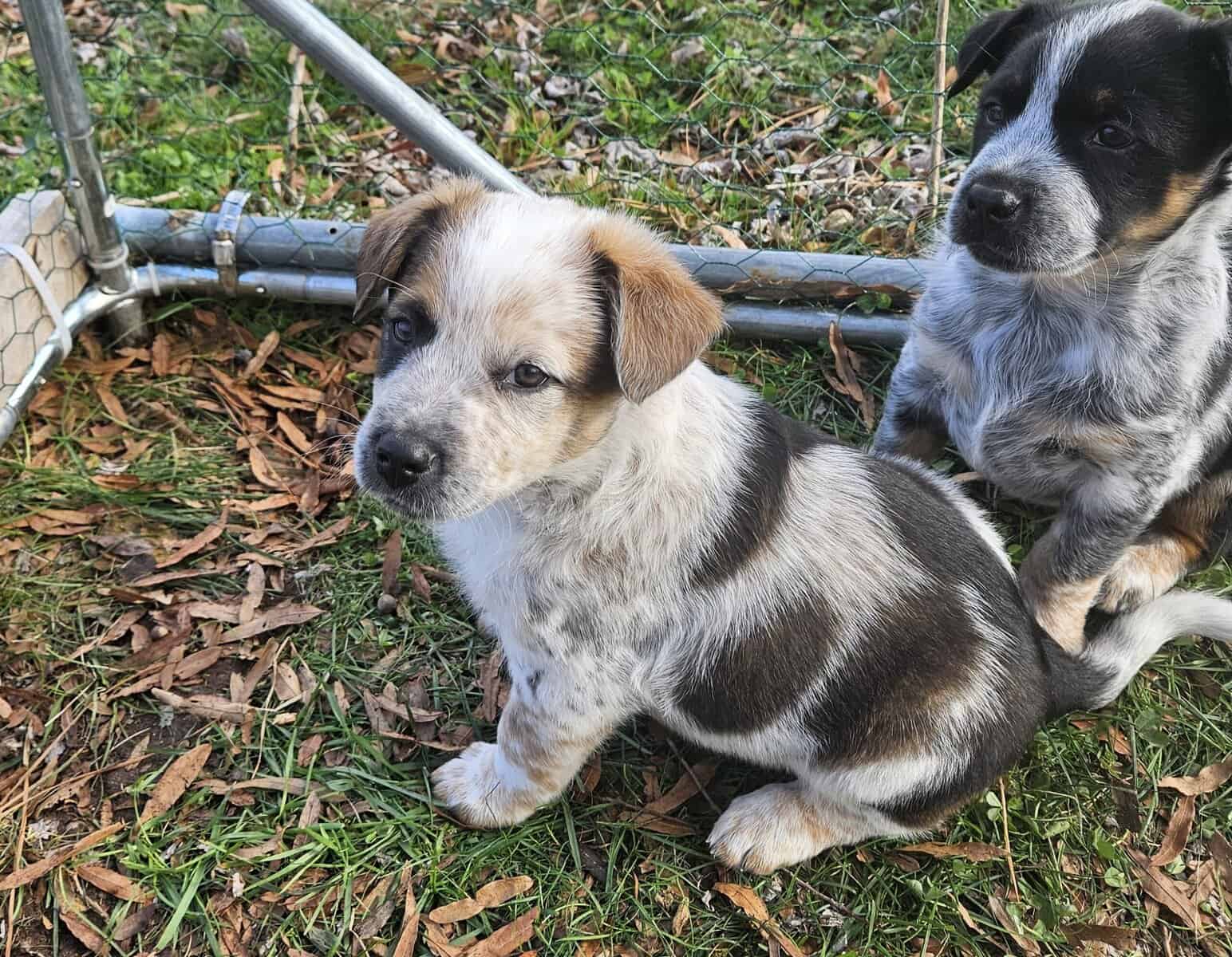 Texas Heeler Puppies image 1
