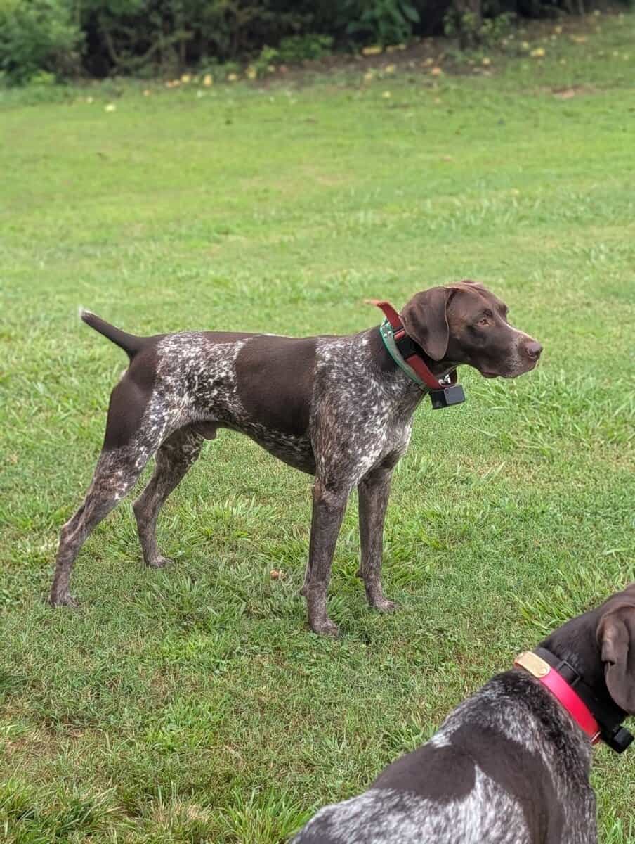 German Shorthair Pointer Puppies image 16