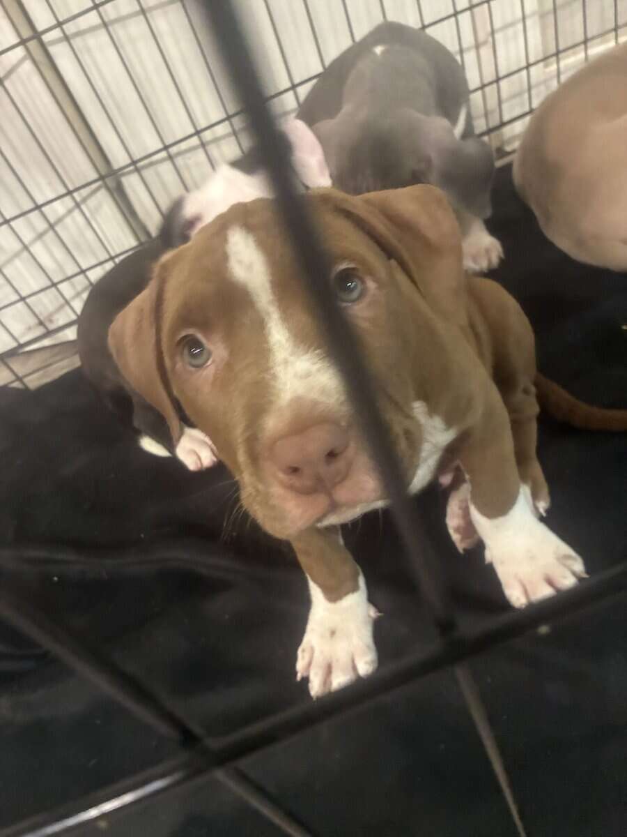 Beautiful American Staffordshire Terrier Puppies. image 16