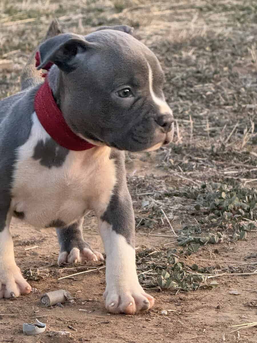 American Bullys image 2