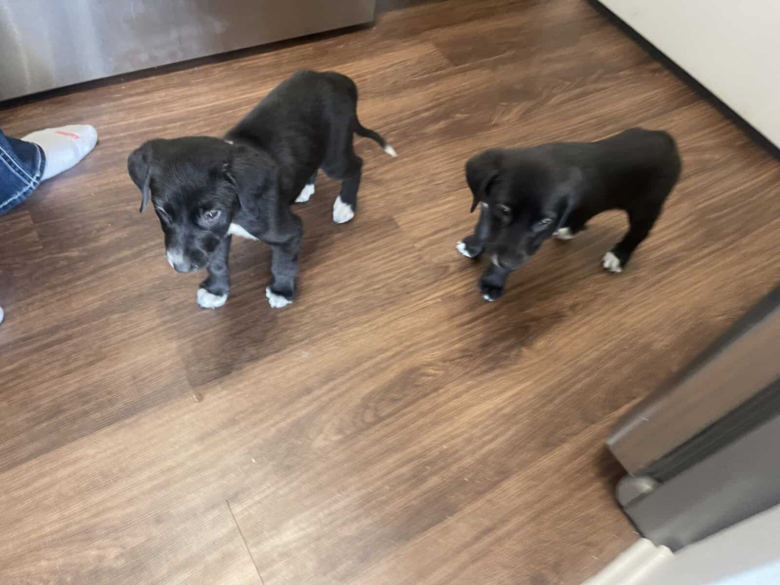 Sister Lab puppies 10 weeks old image 1