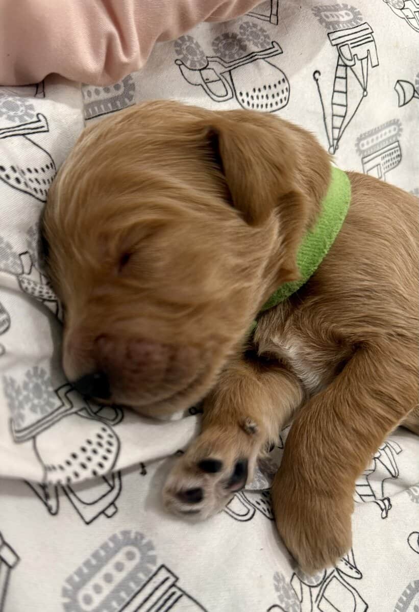 Goldendoodle Puppies - Super Cute! image 3