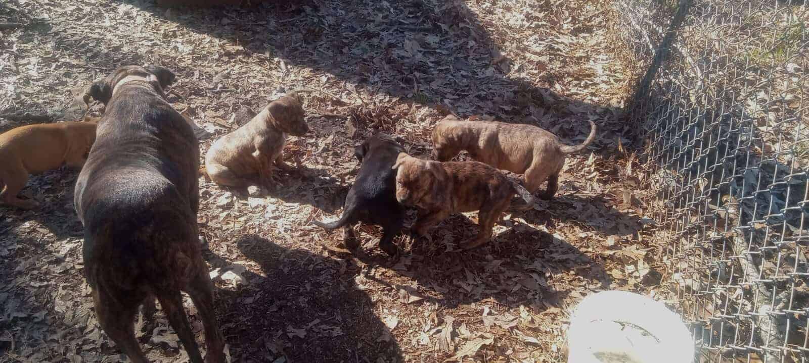 Beautiful Bulldog Puppies image 5