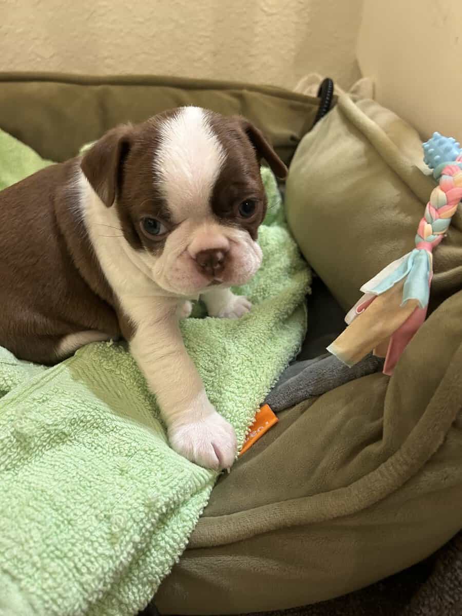 Boston Terrier image 1