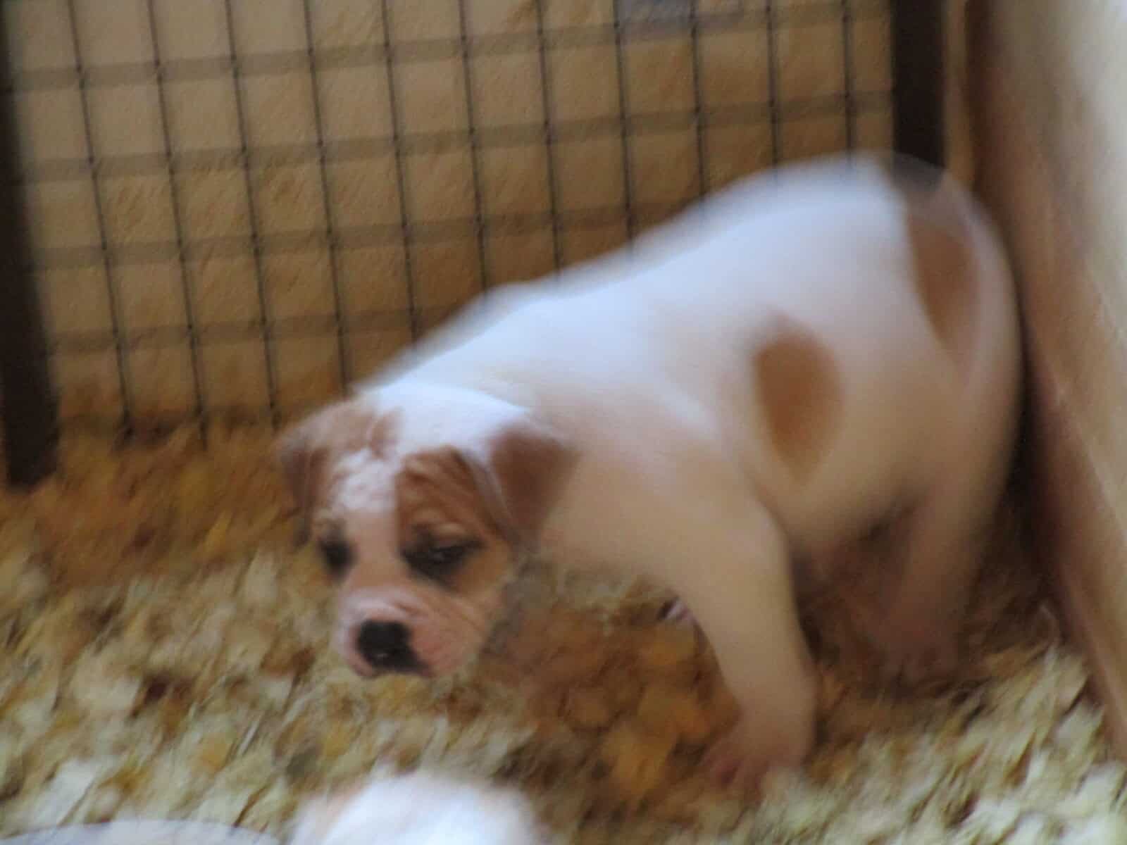 NKC American Bulldog pups image 3