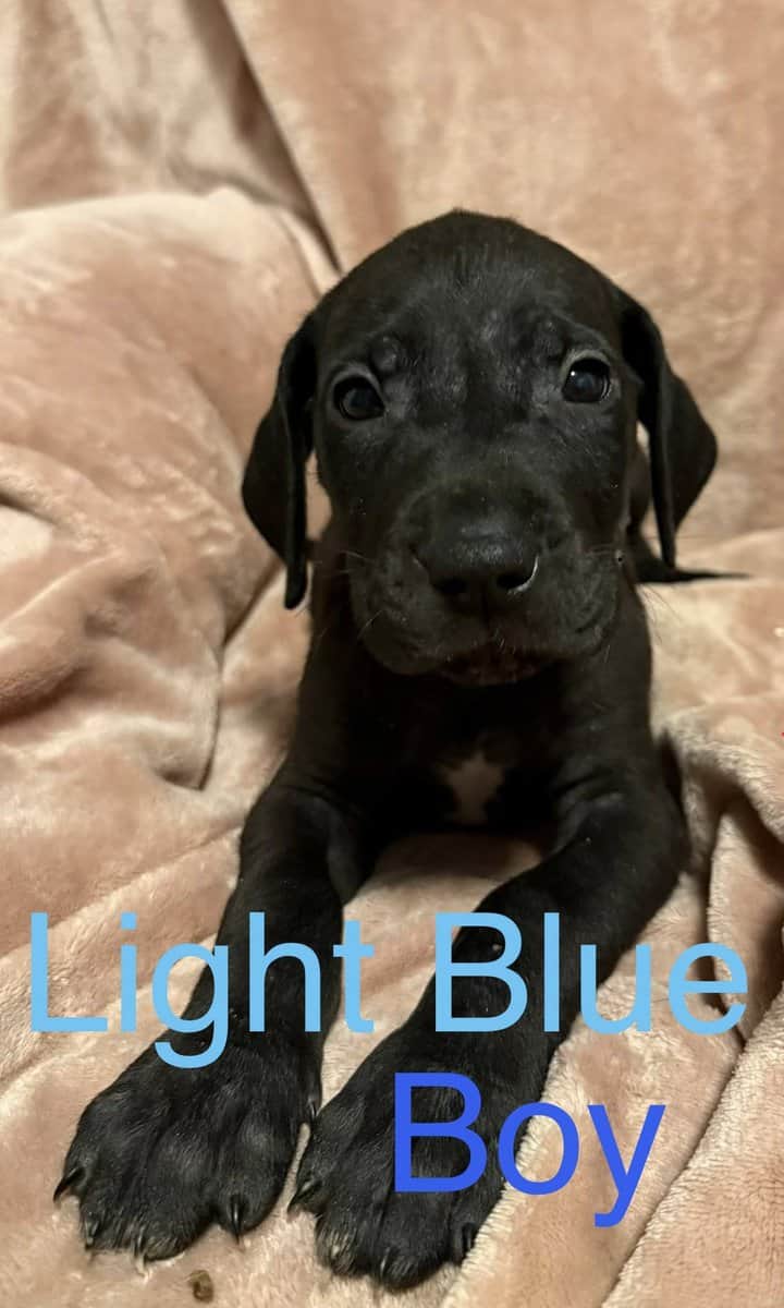 Great Dane - Pure Bred image 3
