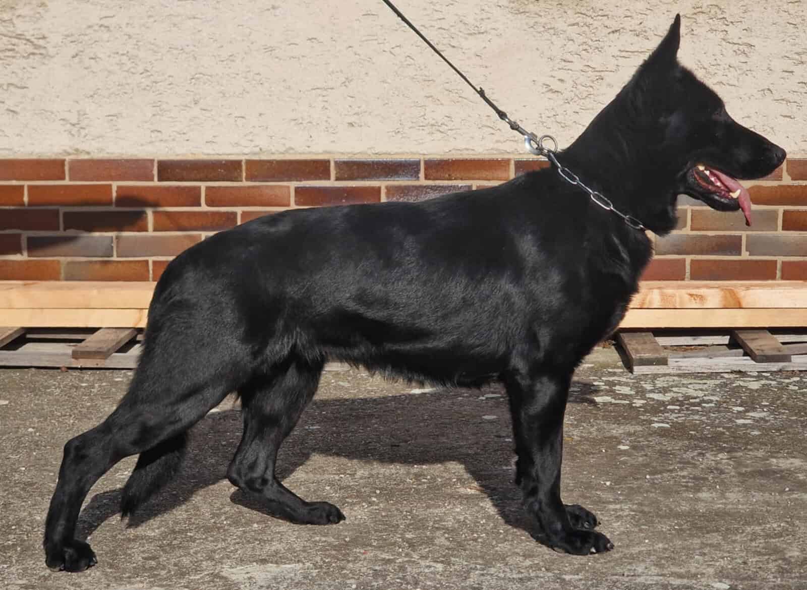 Adult Female GSD- July Mar Zur image 1