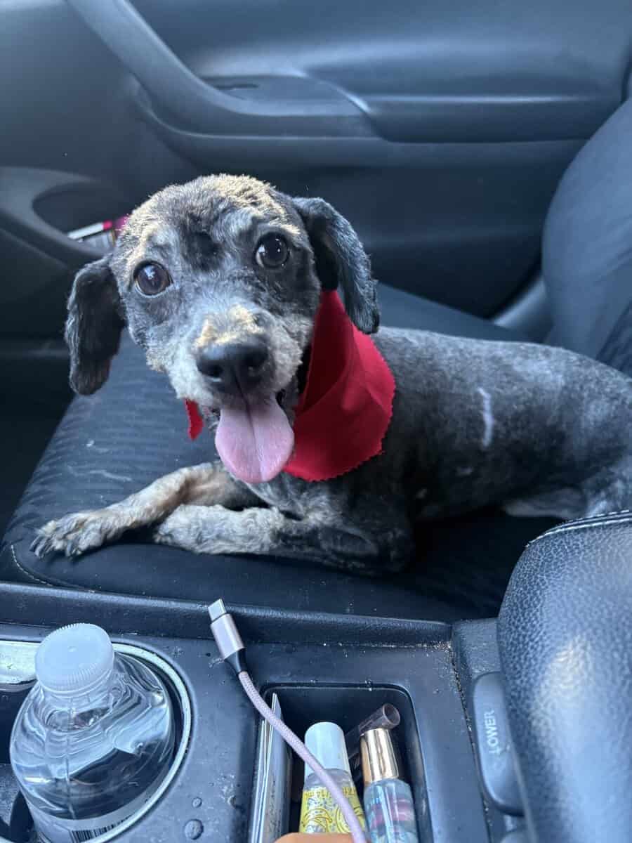 Purebred Miniature Poodle available for rehoming image 2