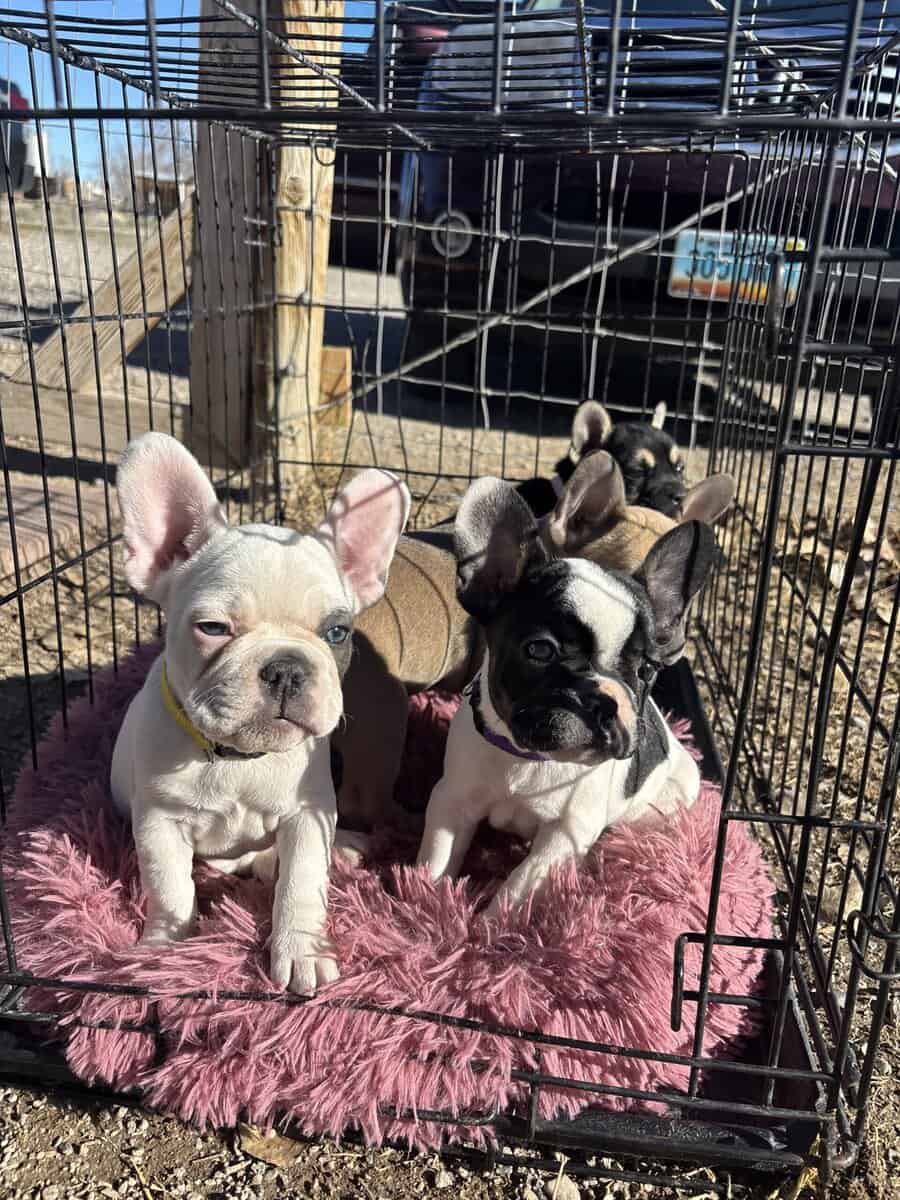 French Bulldog puppies image 5