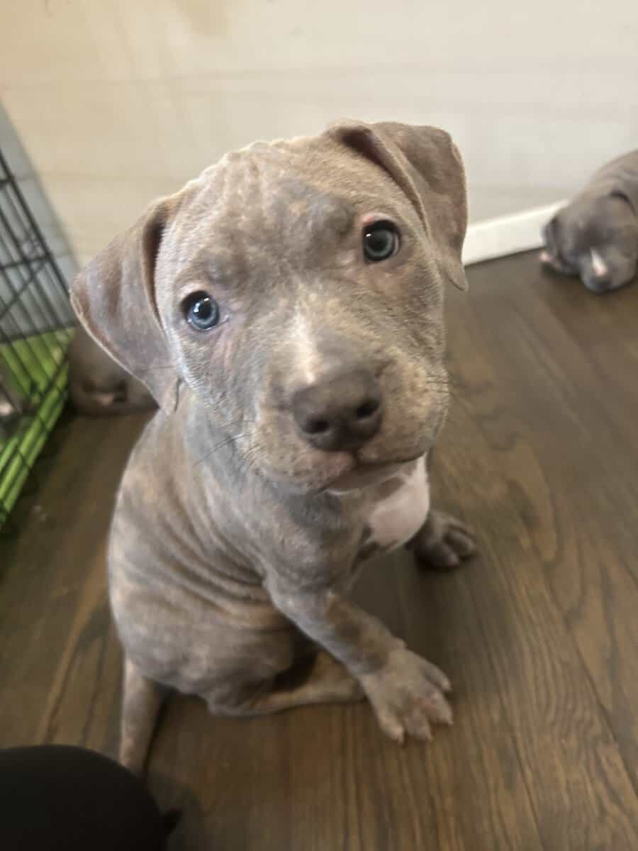 Rehoming 7 pit bull puppies image 3