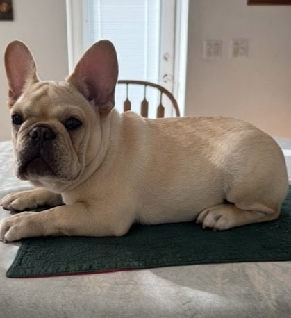 female French bulldog fawn 6 months old image 1