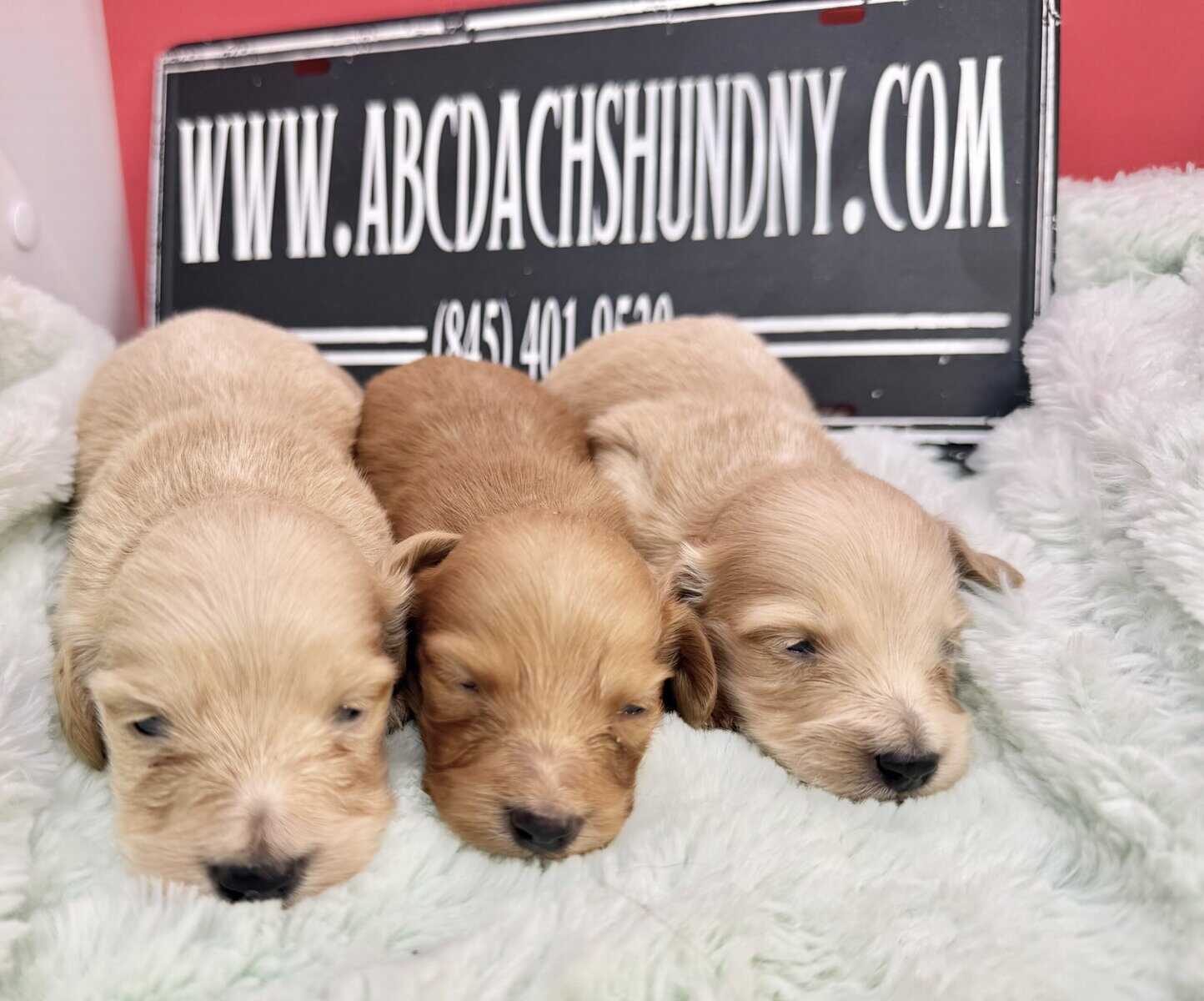 Champion bred dachshund puppies-Import line AKC image 6