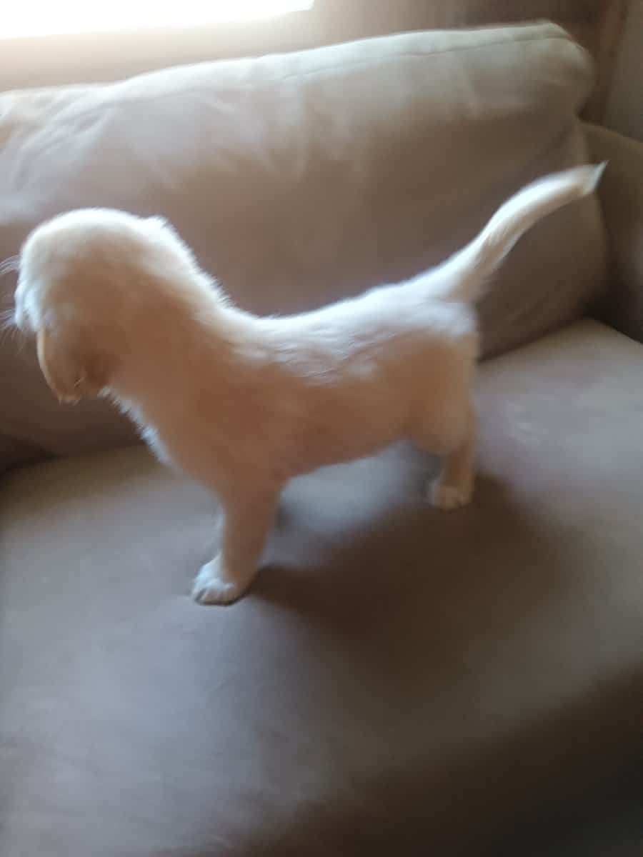 Golden retriever puppies image 4