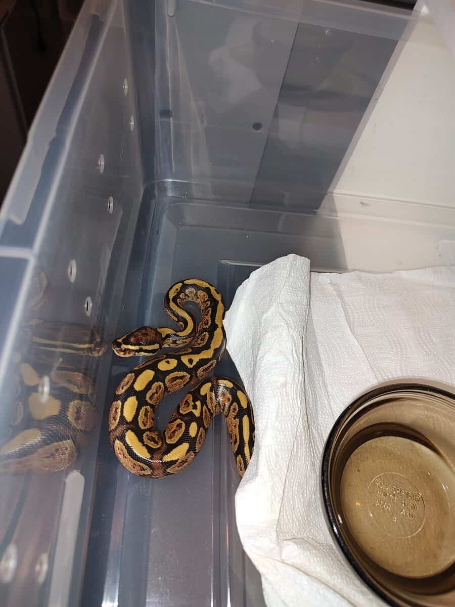 Ball pythons image 1