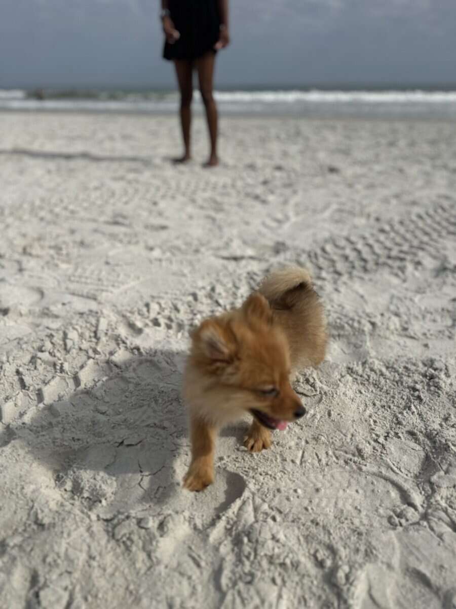 Pomeranian image 7
