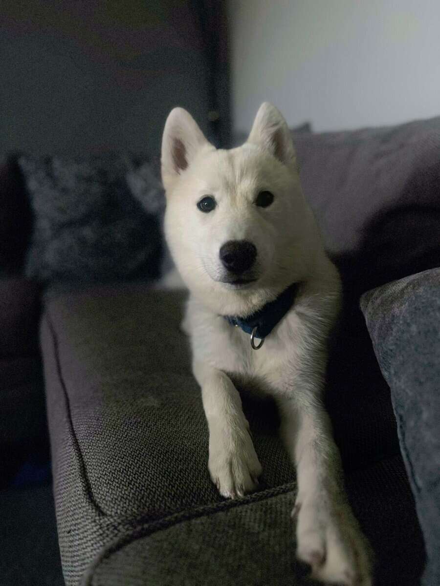 Husky re-home image 4