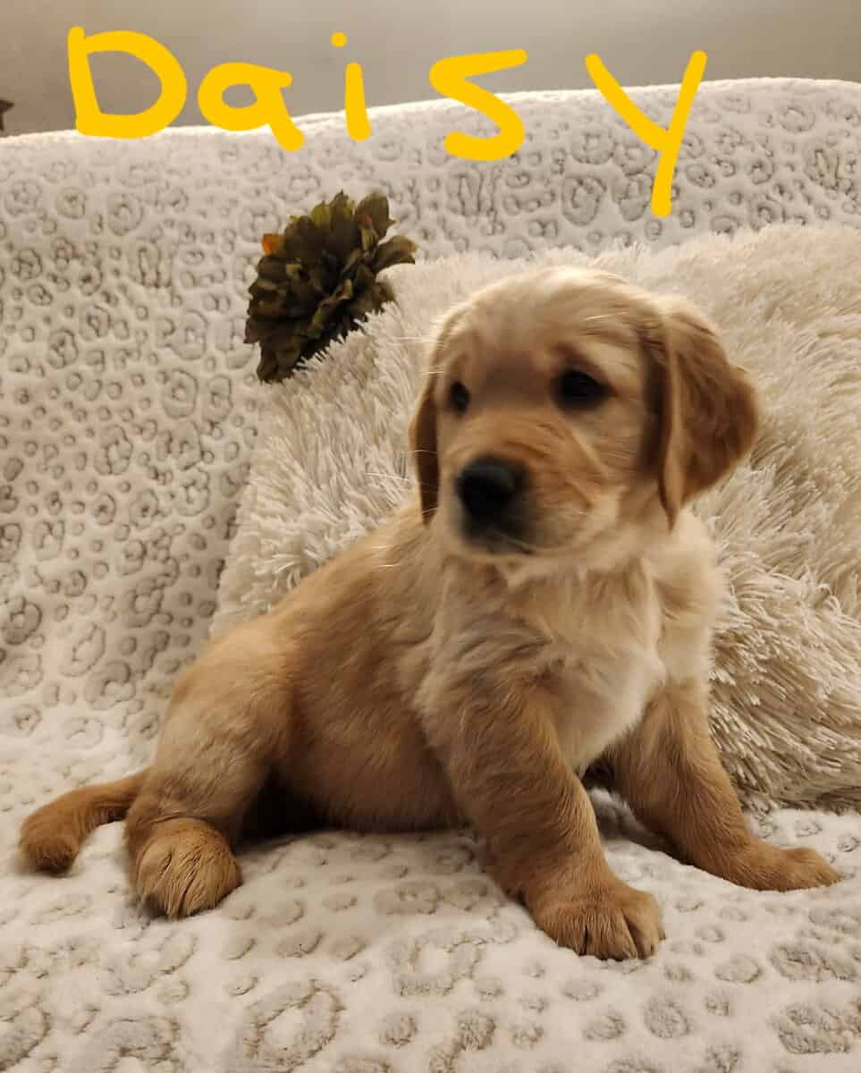 Daisy image 2
