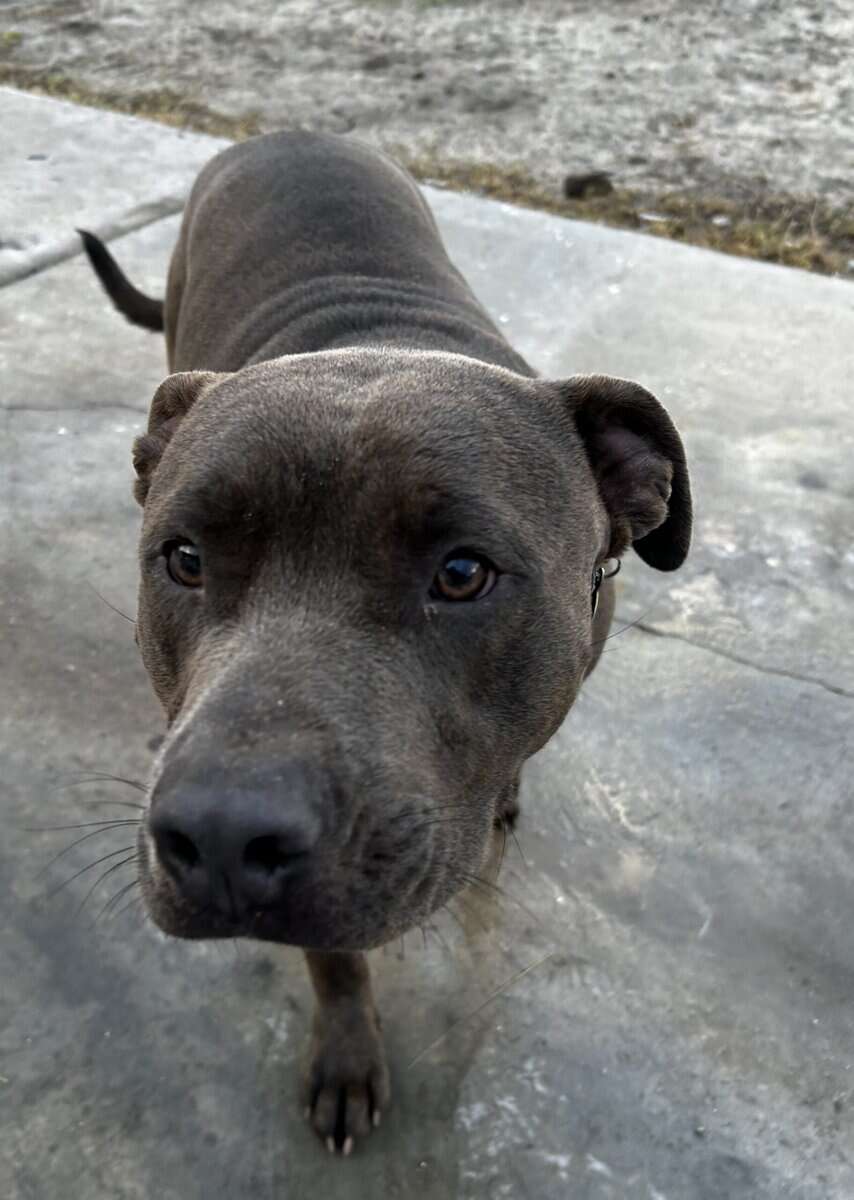 Friendly cute pitbull image 2